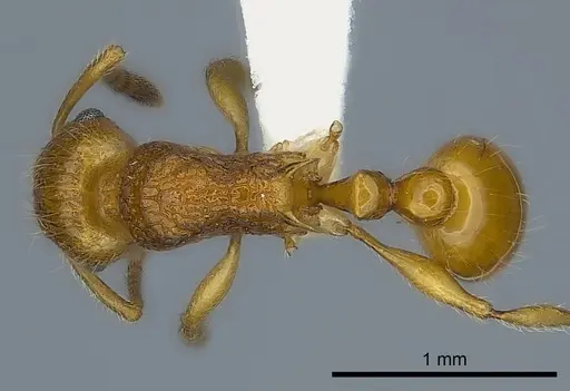 Tetramorium kali specimen CASENT0198973 image casent0198973_1