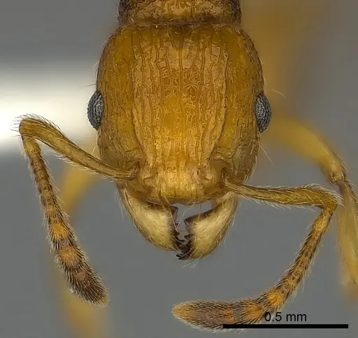 Tetramorium kali specimen CASENT0198973 image casent0198973_2
