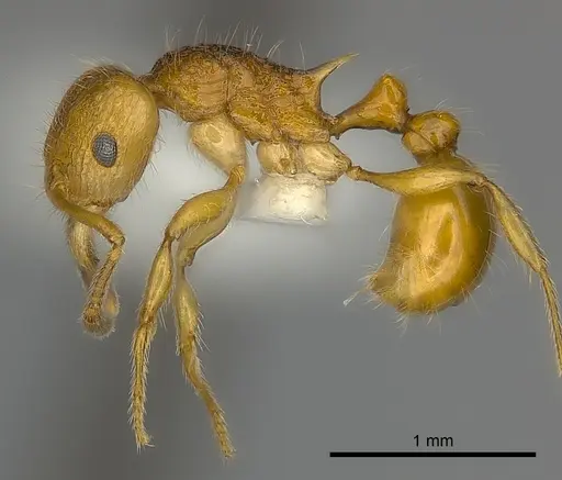 Tetramorium kali specimen CASENT0198973 image casent0198973_3