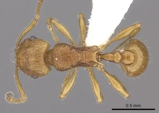 Tetramorium kali specimen CASENT0235221 image casent0235221_1