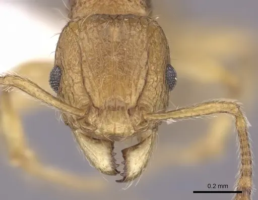 Tetramorium kali specimen CASENT0235221 image casent0235221_2