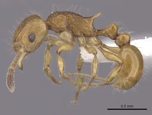 Tetramorium kali specimen CASENT0235221 image casent0235221_3