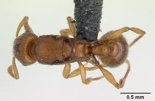 Tetramorium karthala specimen CASENT0136756 image casent0136756_1