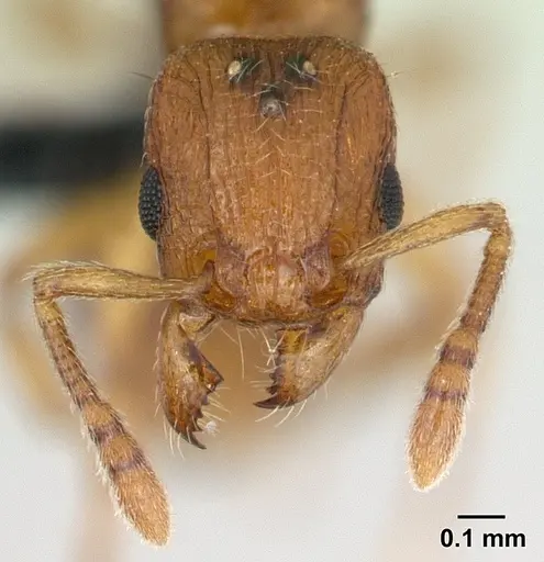 Tetramorium karthala specimen CASENT0136756 image casent0136756_2