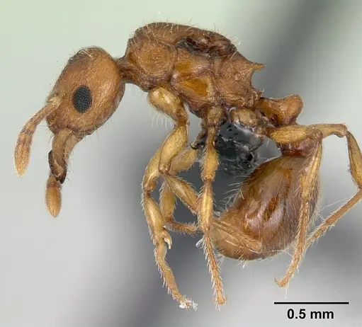 Tetramorium karthala specimen CASENT0136756 image casent0136756_3