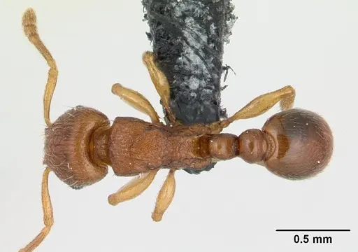 Tetramorium karthala specimen CASENT0136774 image casent0136774_1