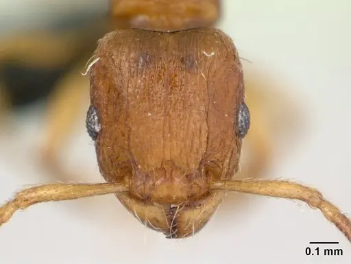 Tetramorium karthala specimen CASENT0136774 image casent0136774_2