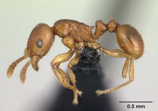 Tetramorium karthala specimen CASENT0136774 image casent0136774_3