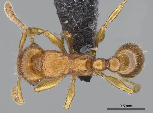 Tetramorium karthala specimen CASENT0137302 image casent0137302_1
