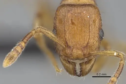Tetramorium karthala specimen CASENT0137302 image casent0137302_2