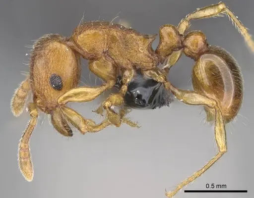 Tetramorium karthala specimen CASENT0137302 image casent0137302_3