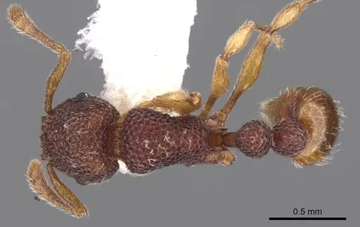 Tetramorium katypum specimen CASENT0901058 image casent0901058_1