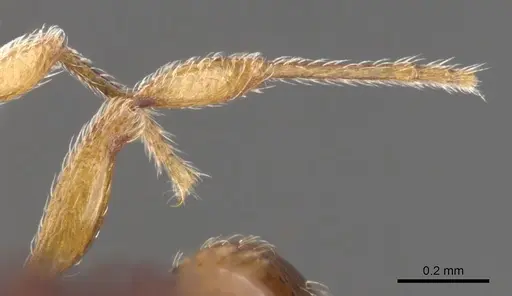 Tetramorium katypum specimen CASENT0901058 image casent0901058_2