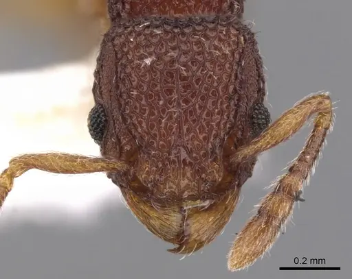 Tetramorium katypum specimen CASENT0901058 image casent0901058_3