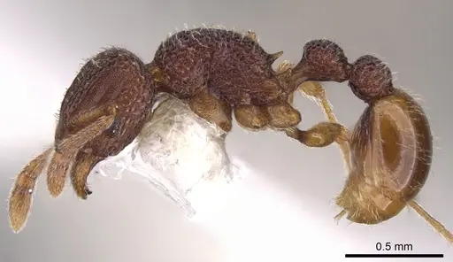Tetramorium katypum specimen CASENT0901058 image casent0901058_4