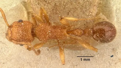 Tetramorium kelleri specimen CASENT0101138 image casent0101138_1