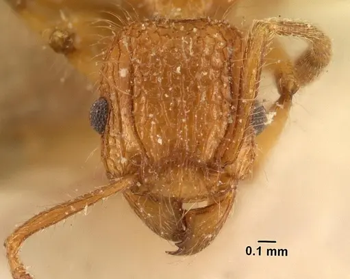 Tetramorium kelleri specimen CASENT0101138 image casent0101138_2