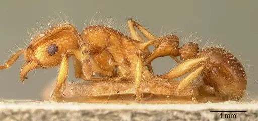 Tetramorium kelleri specimen CASENT0101138 image casent0101138_3