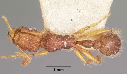 Tetramorium kelleri specimen CASENT0101293 image casent0101293_1