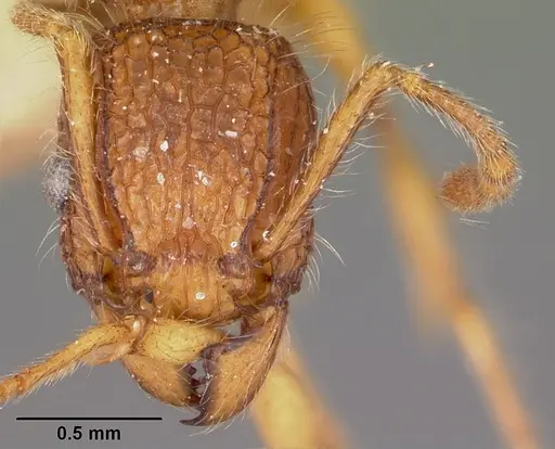 Tetramorium kelleri specimen CASENT0101293 image casent0101293_2