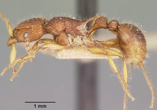 Tetramorium kelleri specimen CASENT0101293 image casent0101293_3