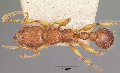 Tetramorium kelleri specimen CASENT0101294 image casent0101294_1