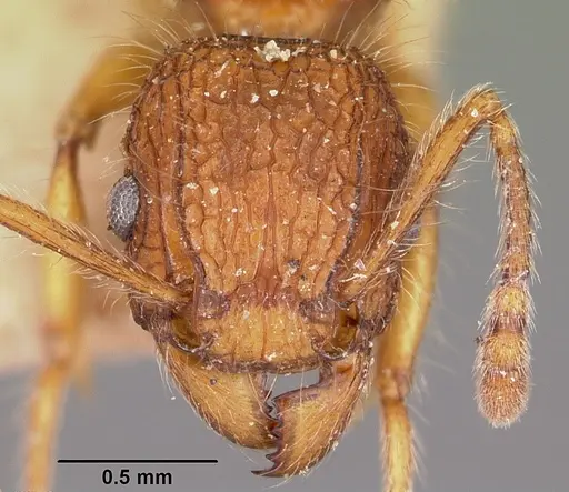 Tetramorium kelleri specimen CASENT0101294 image casent0101294_2
