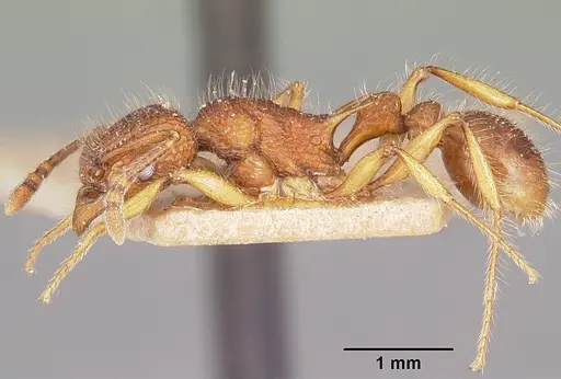 Tetramorium kelleri specimen CASENT0101294 image casent0101294_3