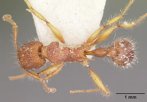 Tetramorium kelleri specimen CASENT0101938 image casent0101938_1