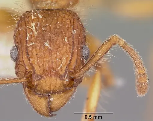 Tetramorium kelleri specimen CASENT0101938 image casent0101938_2