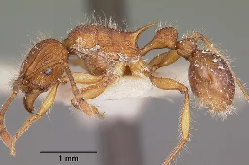 Tetramorium kelleri specimen CASENT0101938 image casent0101938_3