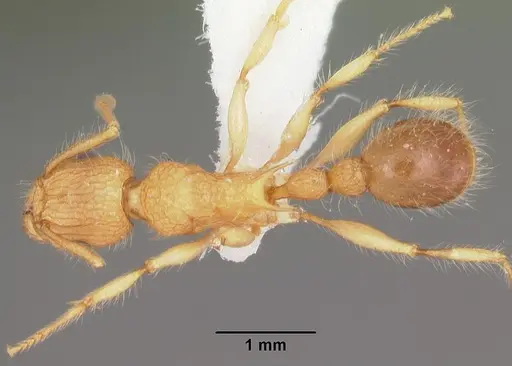 Tetramorium kelleri specimen CASENT0102339 image casent0102339_1