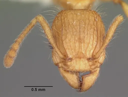 Tetramorium kelleri specimen CASENT0102339 image casent0102339_2