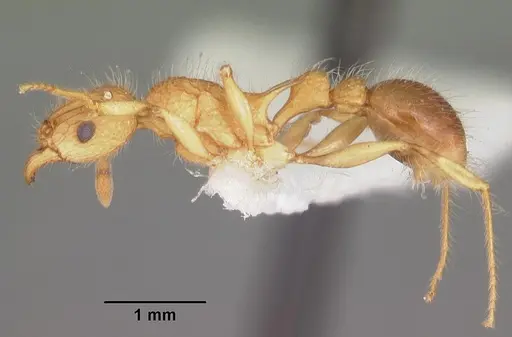 Tetramorium kelleri specimen CASENT0102339 image casent0102339_3