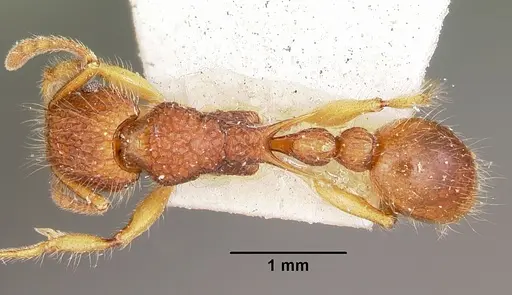 Tetramorium kelleri specimen CASENT0104607 image casent0104607_1