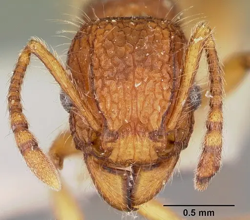 Tetramorium kelleri specimen CASENT0104607 image casent0104607_2