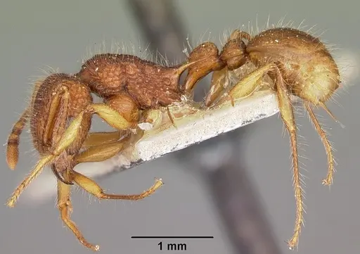 Tetramorium kelleri specimen CASENT0104607 image casent0104607_3