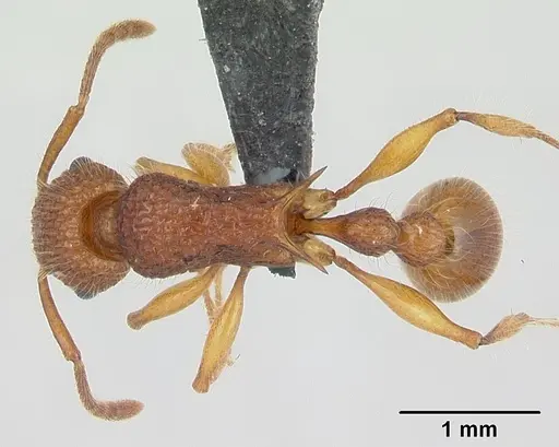 Tetramorium kelleri specimen CASENT0132658 image casent0132658_1