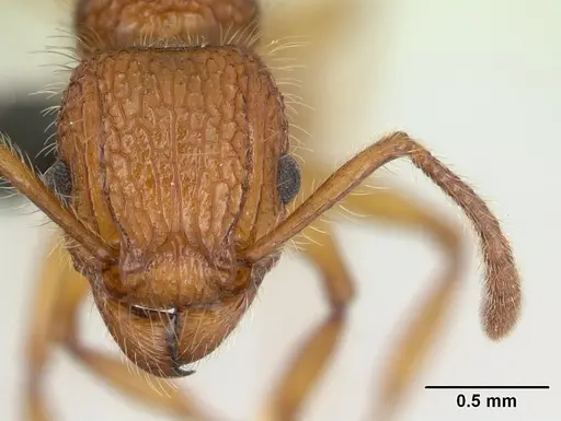 Tetramorium kelleri specimen CASENT0132658 image casent0132658_2
