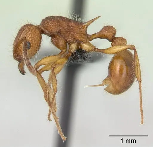 Tetramorium kelleri specimen CASENT0132658 image casent0132658_3