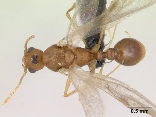 Tetramorium kelleri specimen CASENT0133425 image casent0133425_1