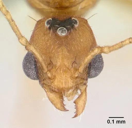 Tetramorium kelleri specimen CASENT0133425 image casent0133425_2