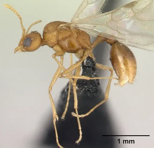 Tetramorium kelleri specimen CASENT0133425 image casent0133425_3