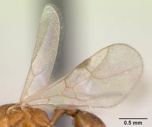 Tetramorium kelleri specimen CASENT0133425 image casent0133425_4