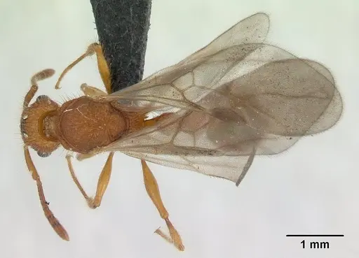 Tetramorium kelleri specimen CASENT0134890 image casent0134890_1