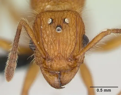 Tetramorium kelleri specimen CASENT0134890 image casent0134890_2