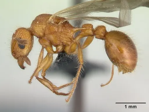 Tetramorium kelleri specimen CASENT0134890 image casent0134890_3