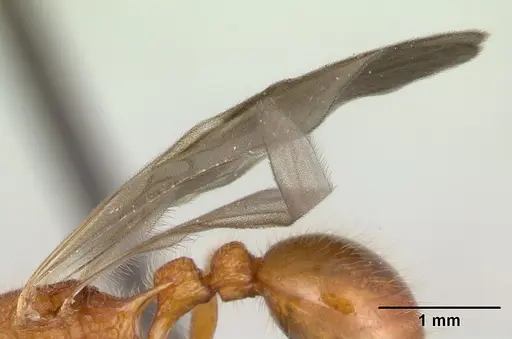 Tetramorium kelleri specimen CASENT0134890 image casent0134890_4