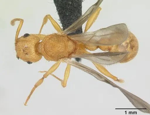 Tetramorium kelleri specimen CASENT0134996 image casent0134996_1