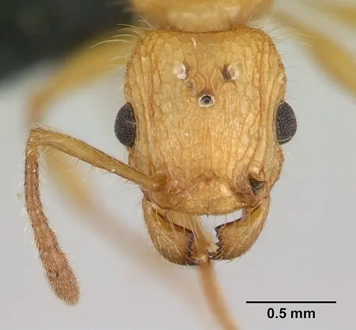 Tetramorium kelleri specimen CASENT0134996 image casent0134996_2